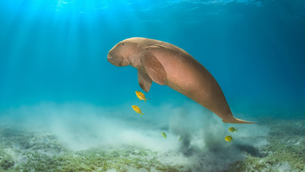 Spotted from above: Innovative aerial surveys help monitor the Reef’s dugongs