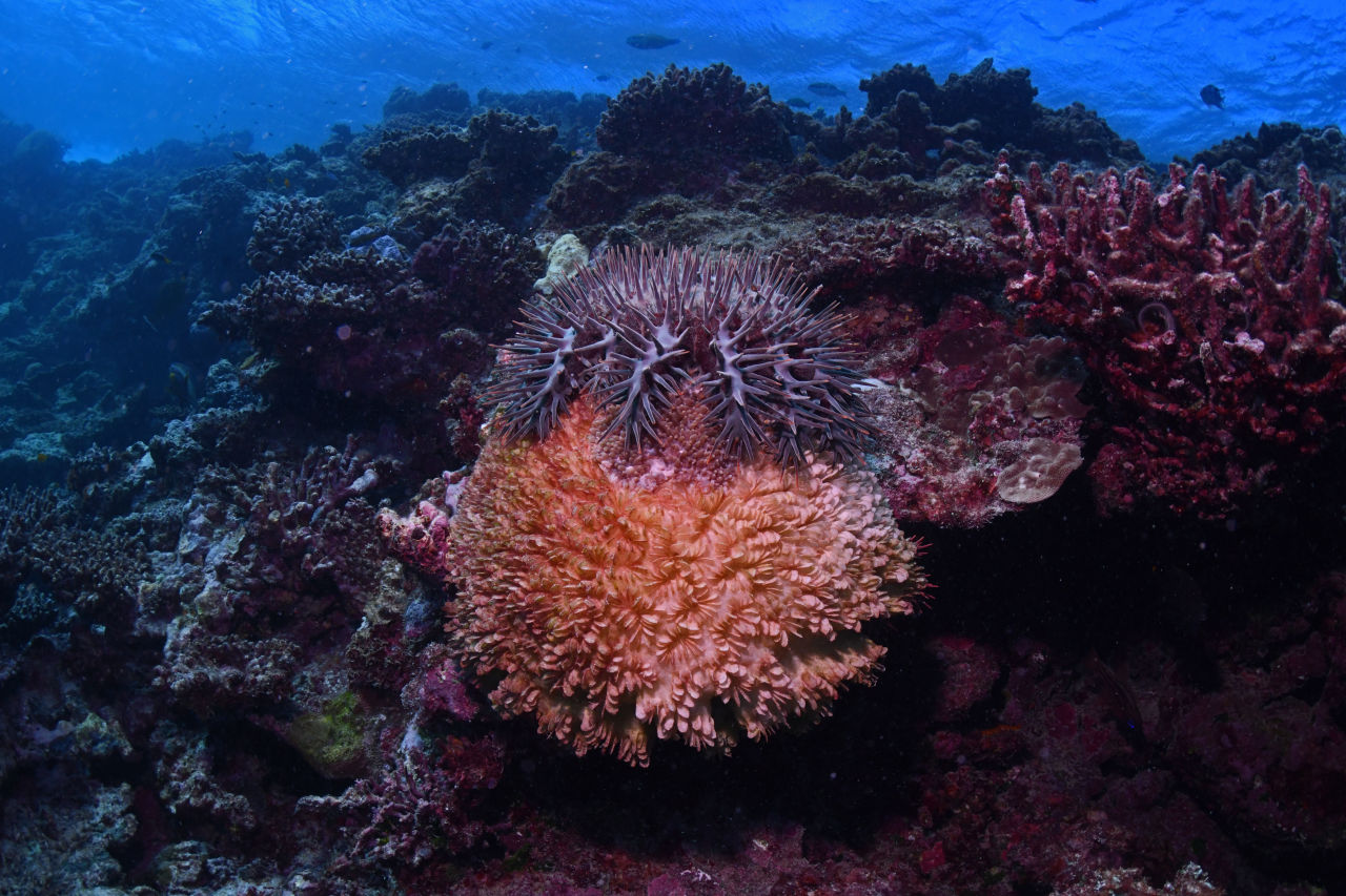 A combination of approaches - including controlling crown-of-thorns outbreaks - is likely to be most successful in building a more resilient Reef. Credit: Johnny Gaskell 