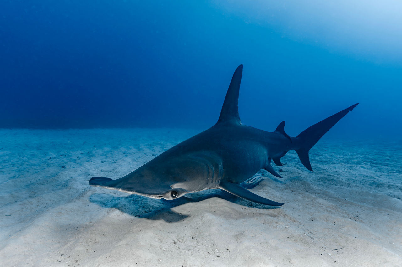 The Hammerhead Shark is a master of the hunt with its streamlined body, powerful fins and sharp eyesight.