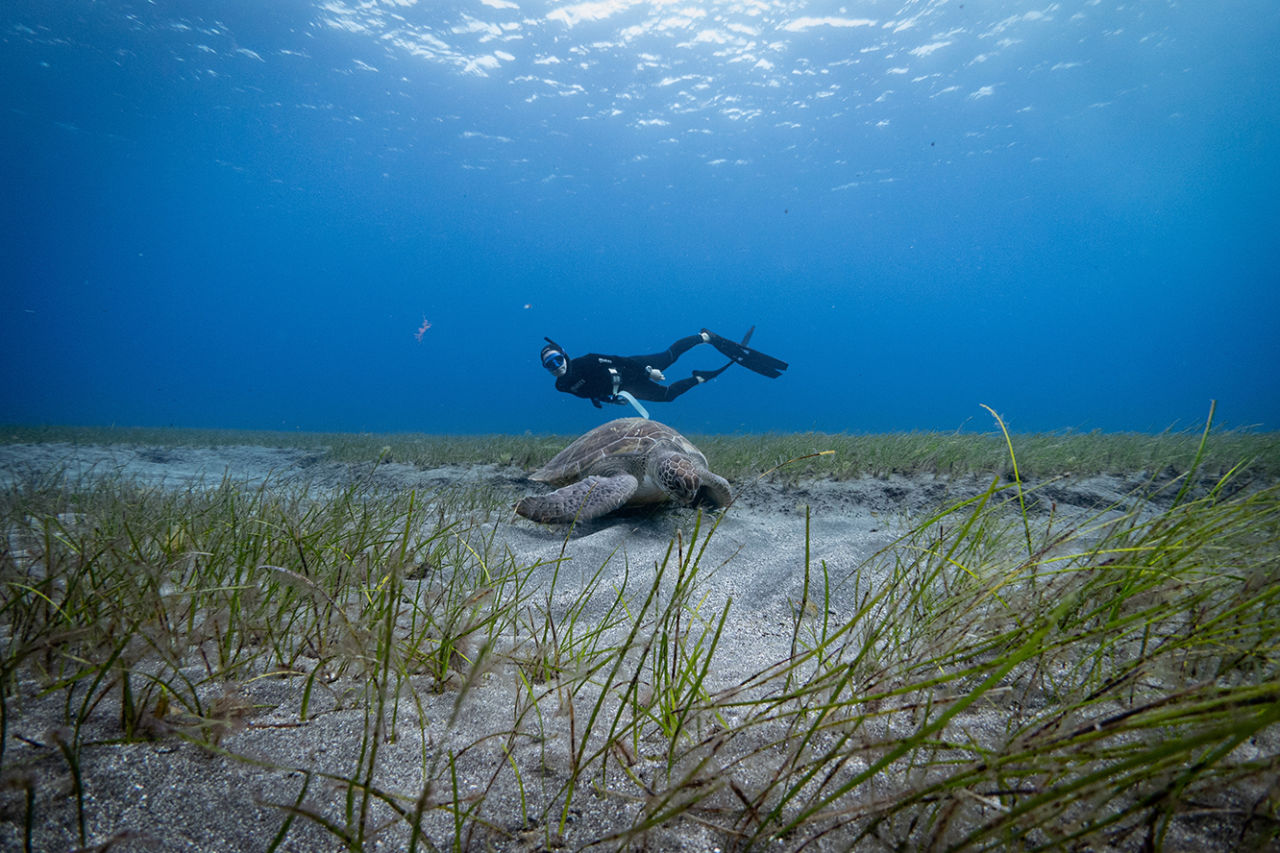Seagrass meadows are important feeding grounds for turtles and dugongs.