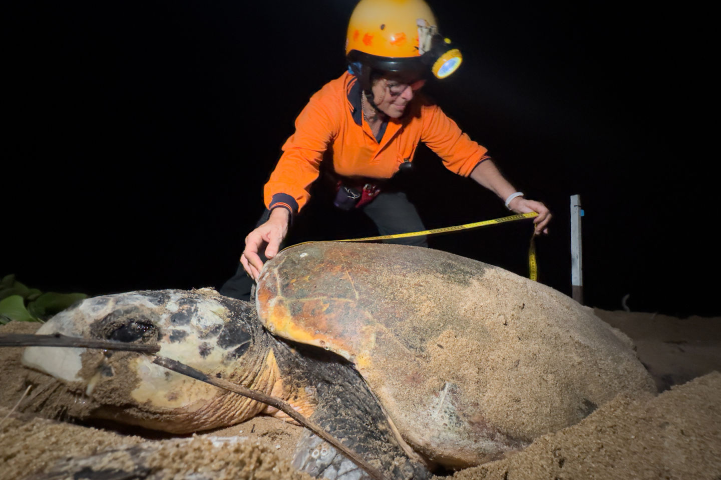 Bev measuring the carapace of a nesting loggerhead turtle. Credit: Ben and Di