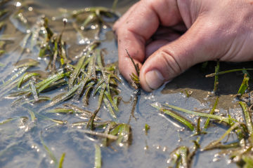 Scaling up tropical seagrass restoration with citizen science