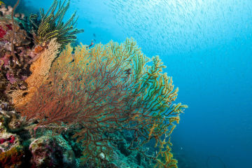 Reef Resilience Showcase - Cairns Ecofiesta 2024 