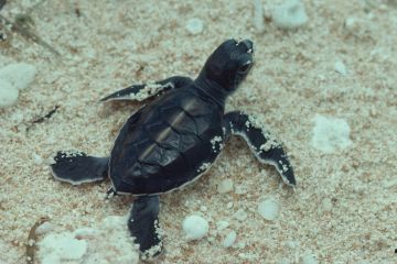 Green turtle hatchling's first trip to the sea