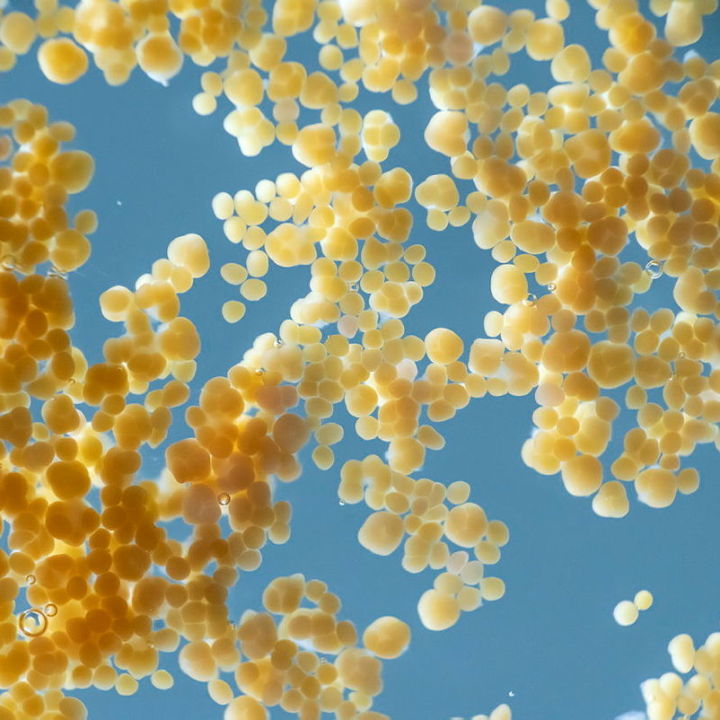 Hope is alive on the Reef