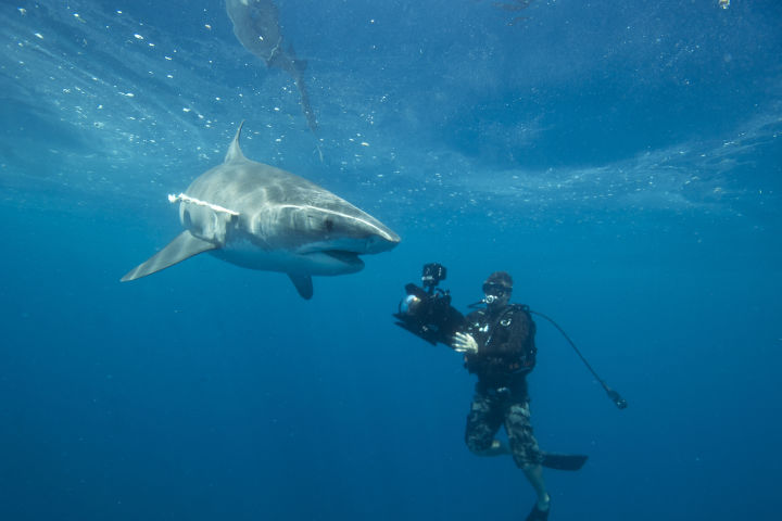 Richard Fitzpatrick filming a tiger shark