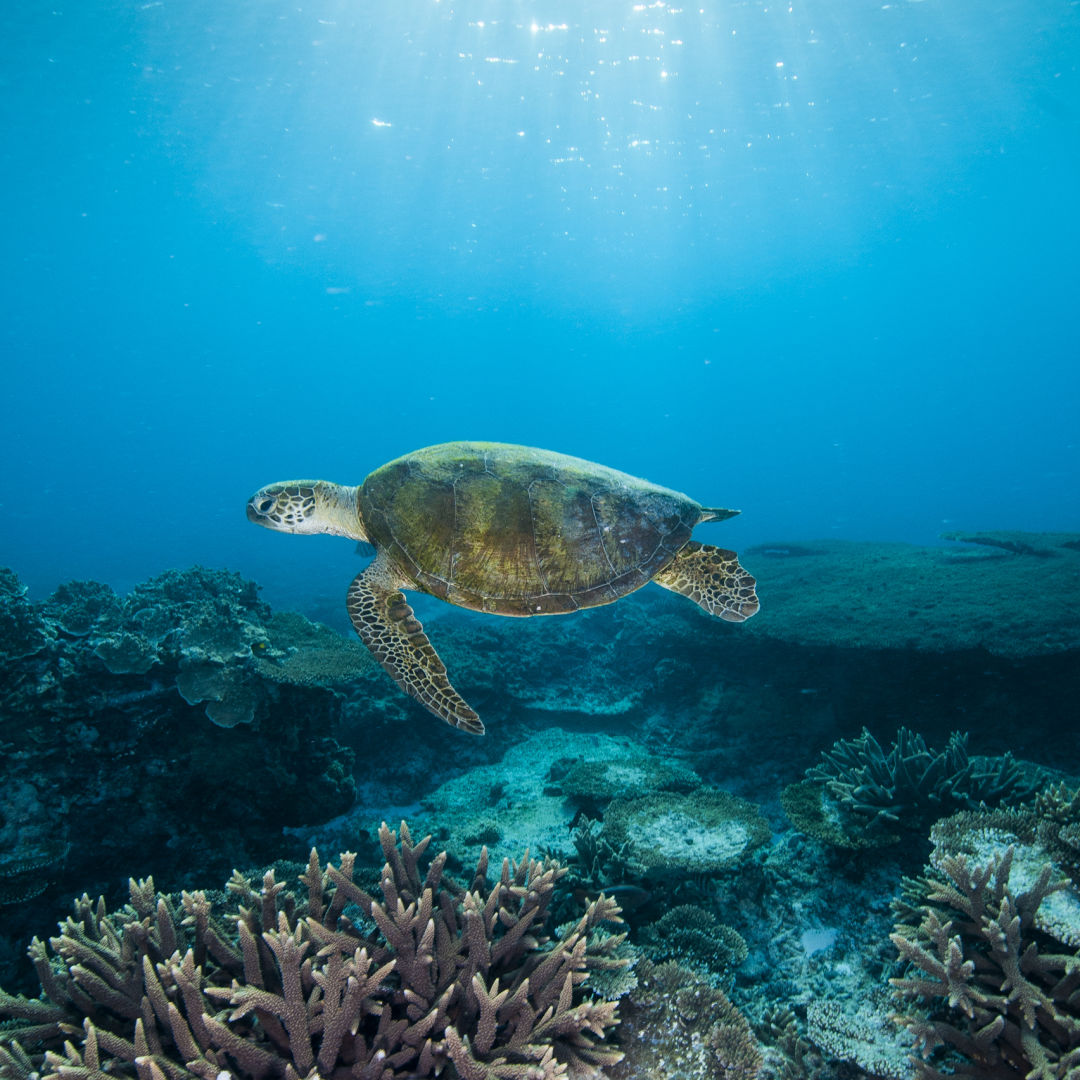 Great Barrier Reef Foundation - Great Barrier Reef Foundation