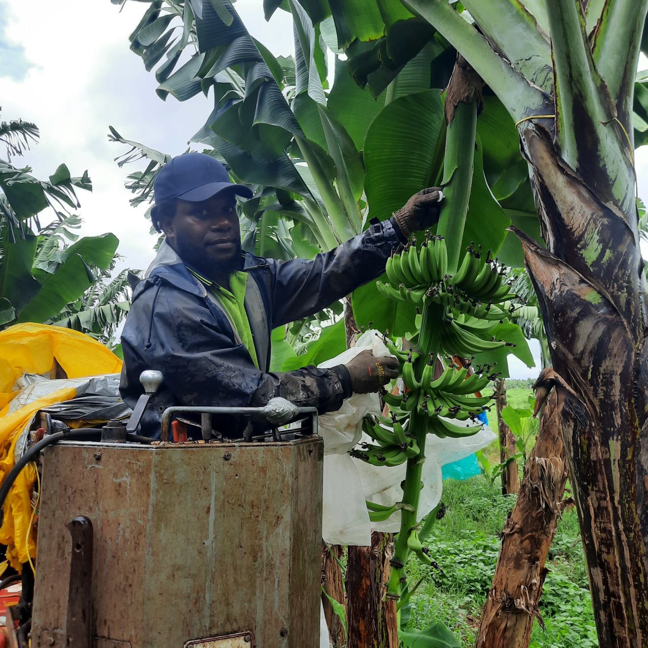 Banana bunches are GPS tagged and harvested part of the innovation project led by Farmacist. Credit: Farmacist.