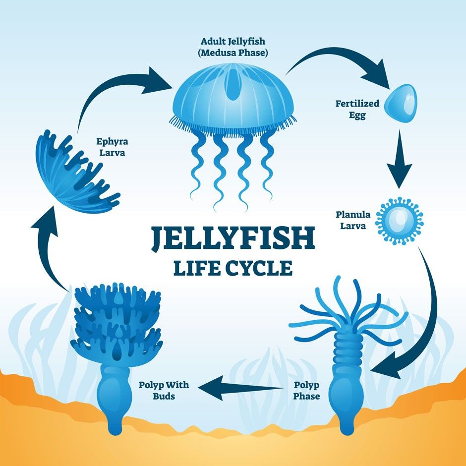 The life cycle of a scyphozoa jellyfish 📷 BBC 
