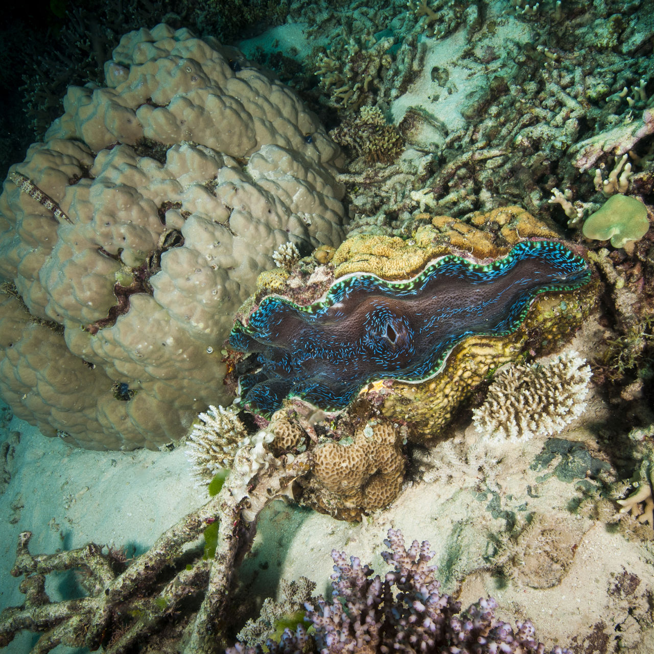 Giant Sea Clam Shell Tridacna Gigantis