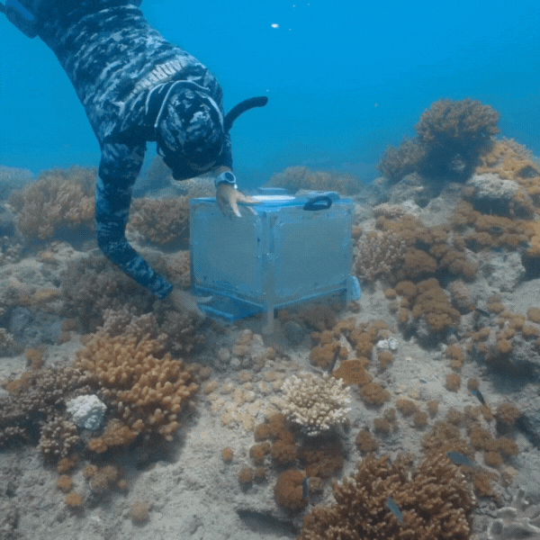 Researchers deploying 'larval seedboxes' on the Reef in the Whitsundays. Credit: Johnny Gaskell.