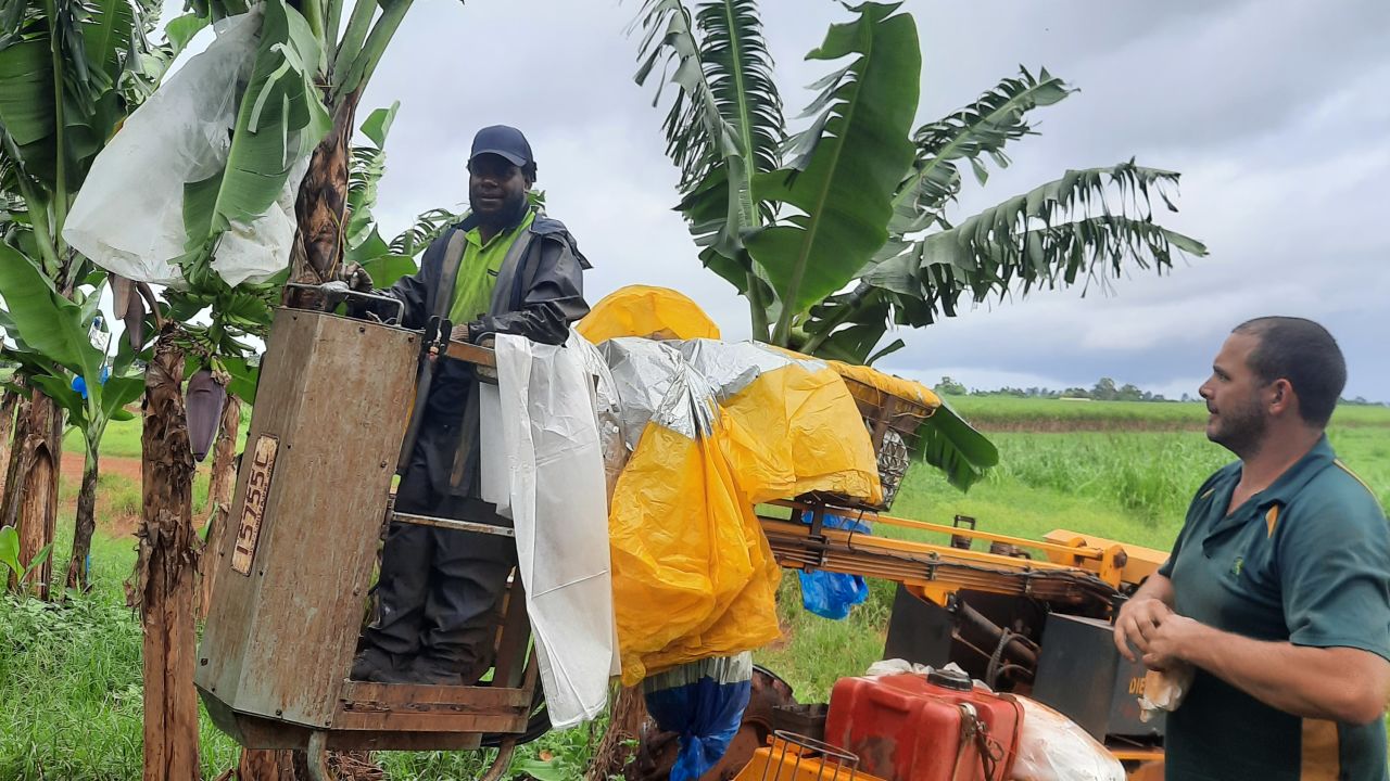 These banana bunches have been tagged by GPS and are now being harvested. They are a part of the innovation project led by Farmacist.