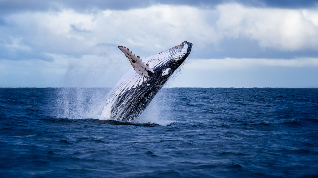 Why do humpback whales migrate?