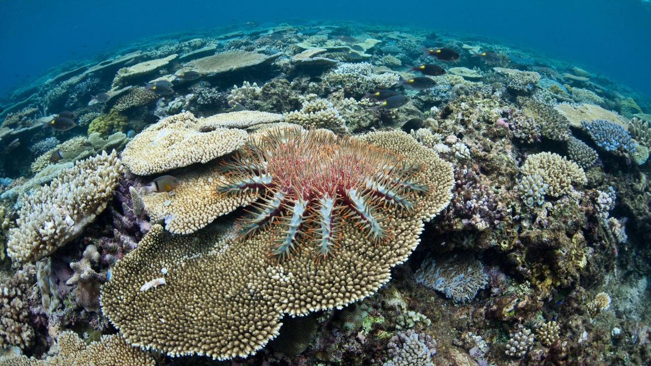 A crown-of-thorns starfish on the Great Barrier Reef.