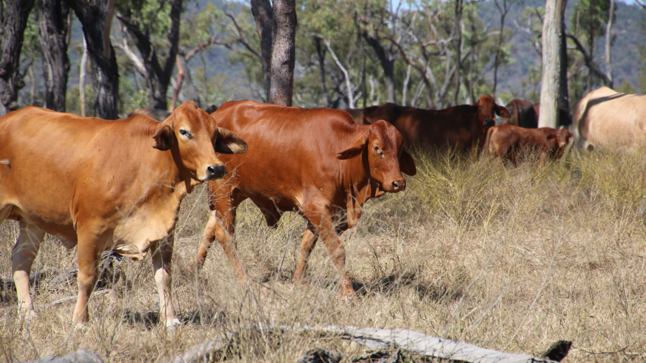 Livestock management for improved land condition
