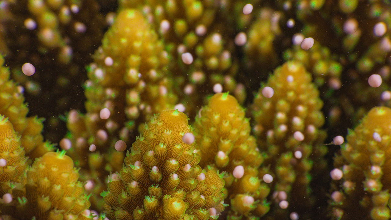 Reproductive bundles leaving the coral polyps and floating to the surface.