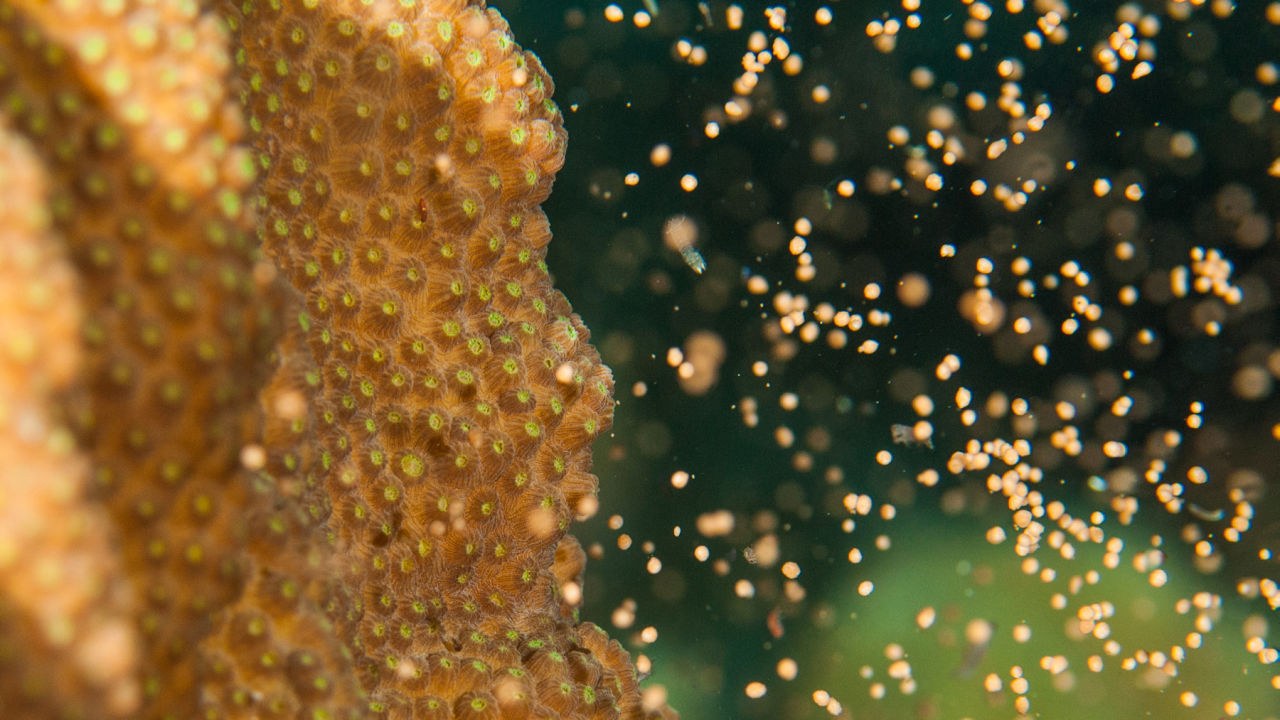Coral spawning breeds a new generation for our Reef 