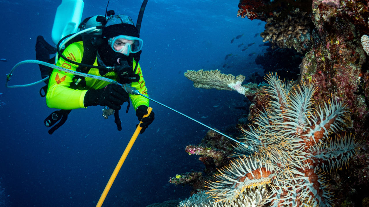 Protecting corals