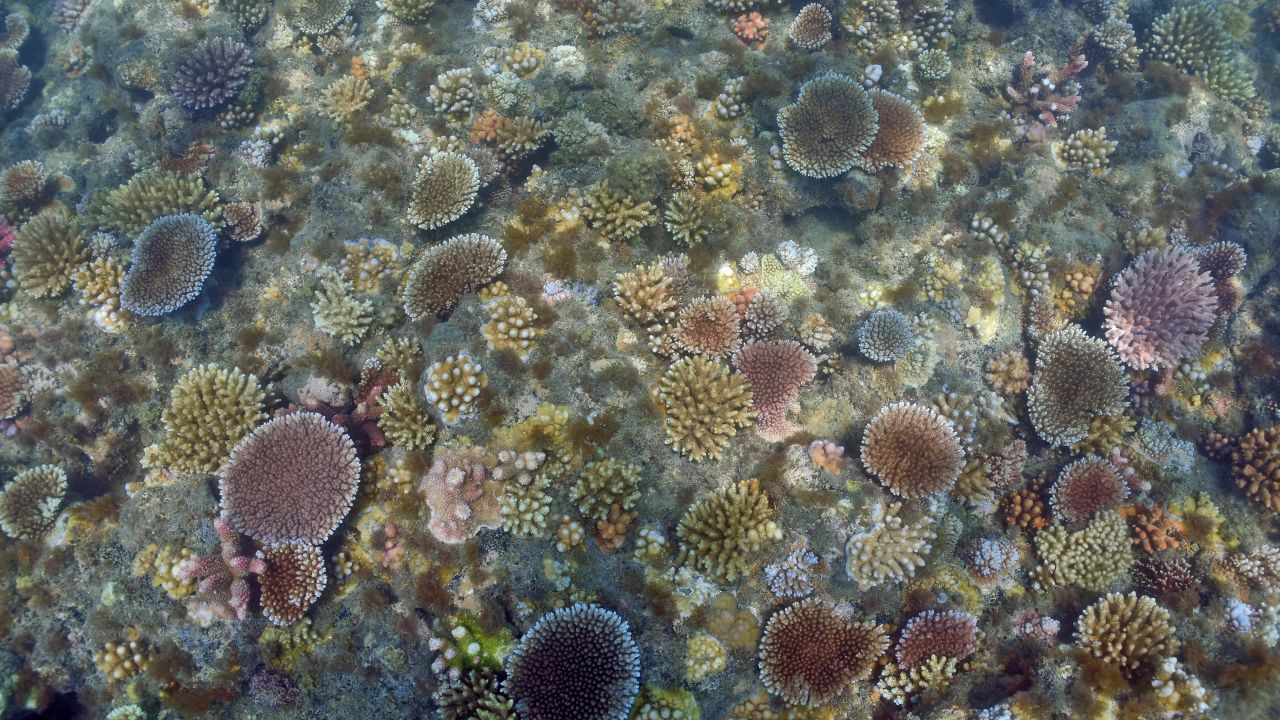 A healthy coral reef in the Whitsundays used as a donor site for Boats4Corals.