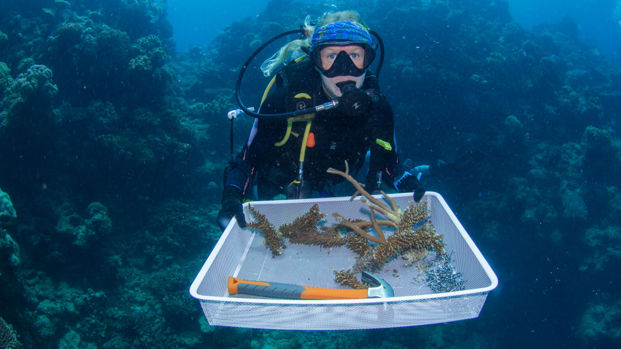 What is reef restoration?
