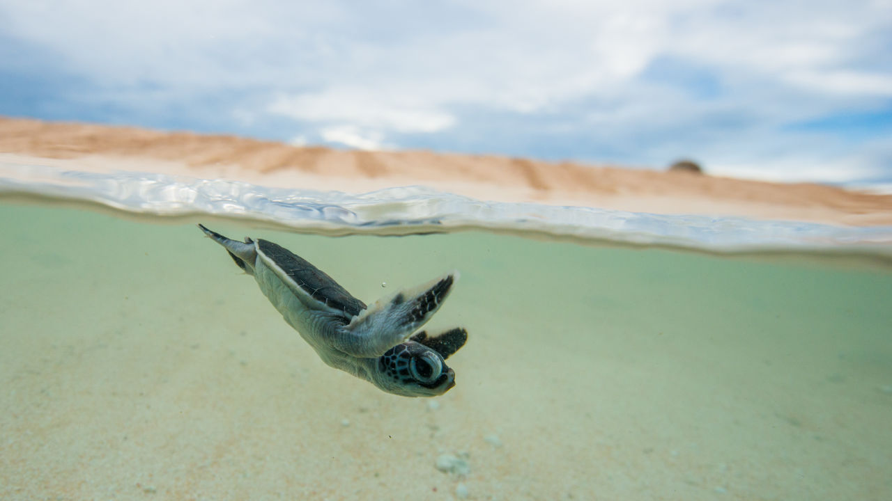 2026-27 field season grants for Queensland Marine Turtle Network members