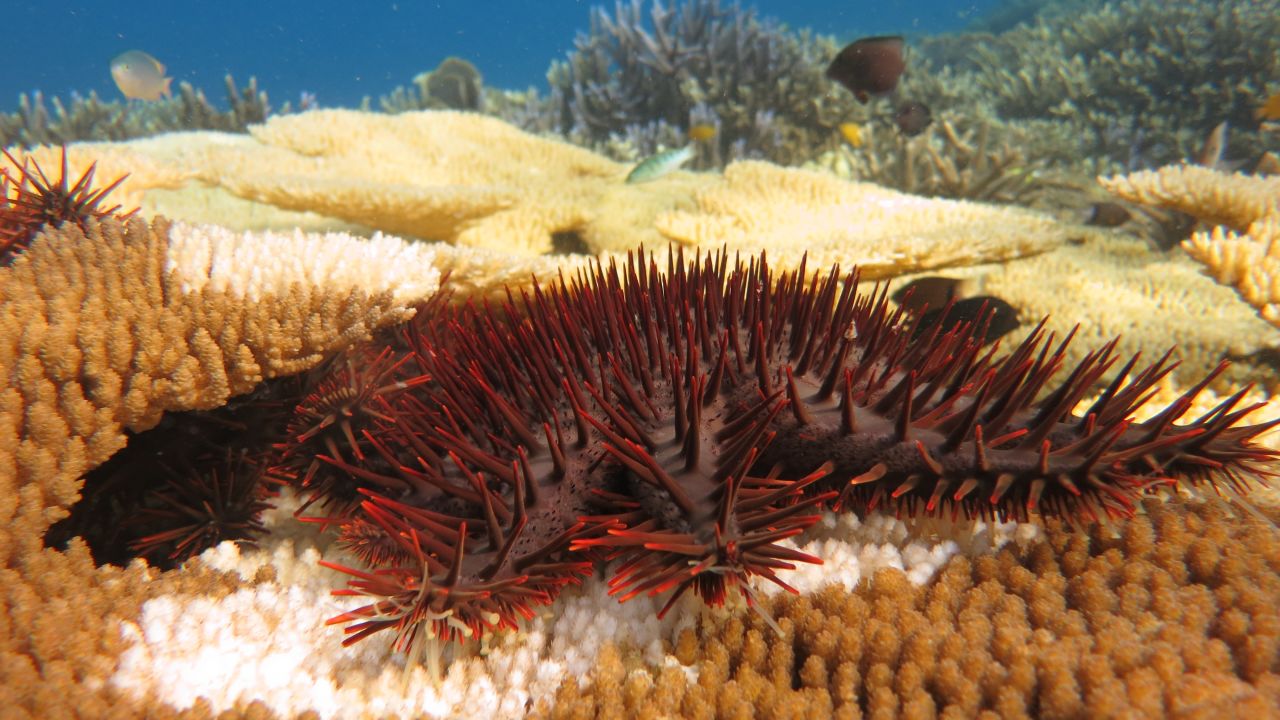 Expanding our toolkit in the fight against crown-of-thorns starfish
