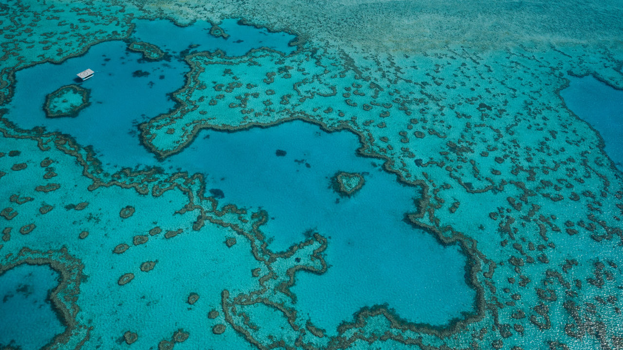 What we’re doing to save our Reef and how you can help 