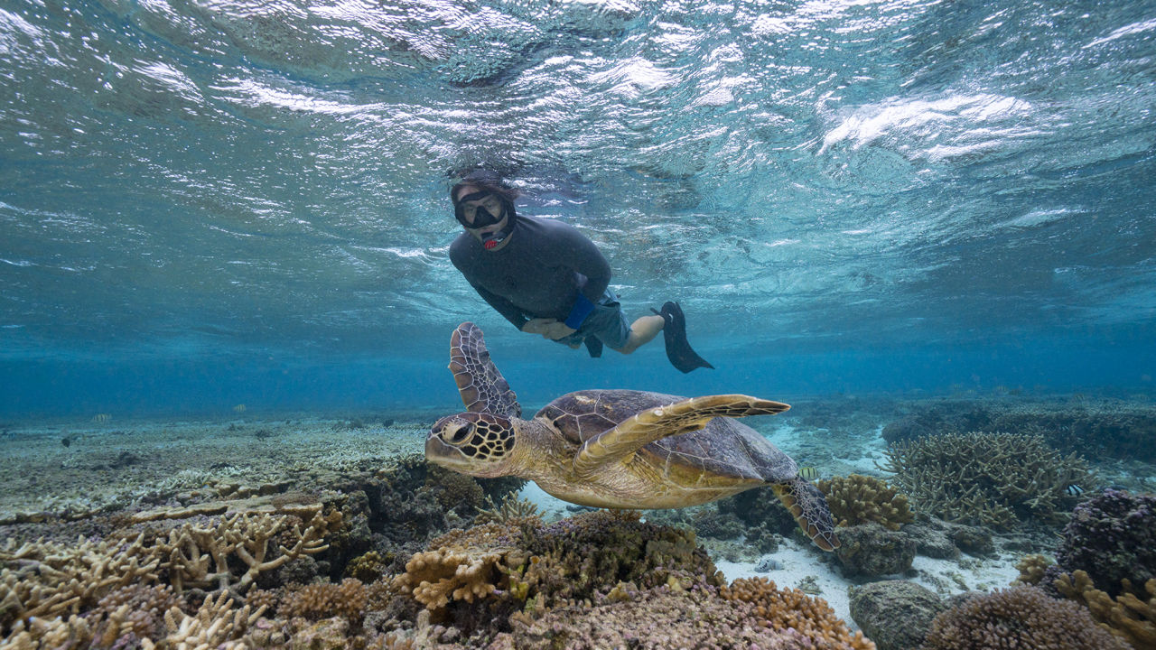 A snorkeler swims next to a turtle on the Great Barrier Reef.