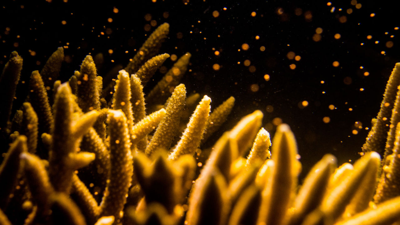 What is coral spawning? 