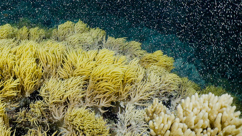 Coral spawning: what are the odds? 