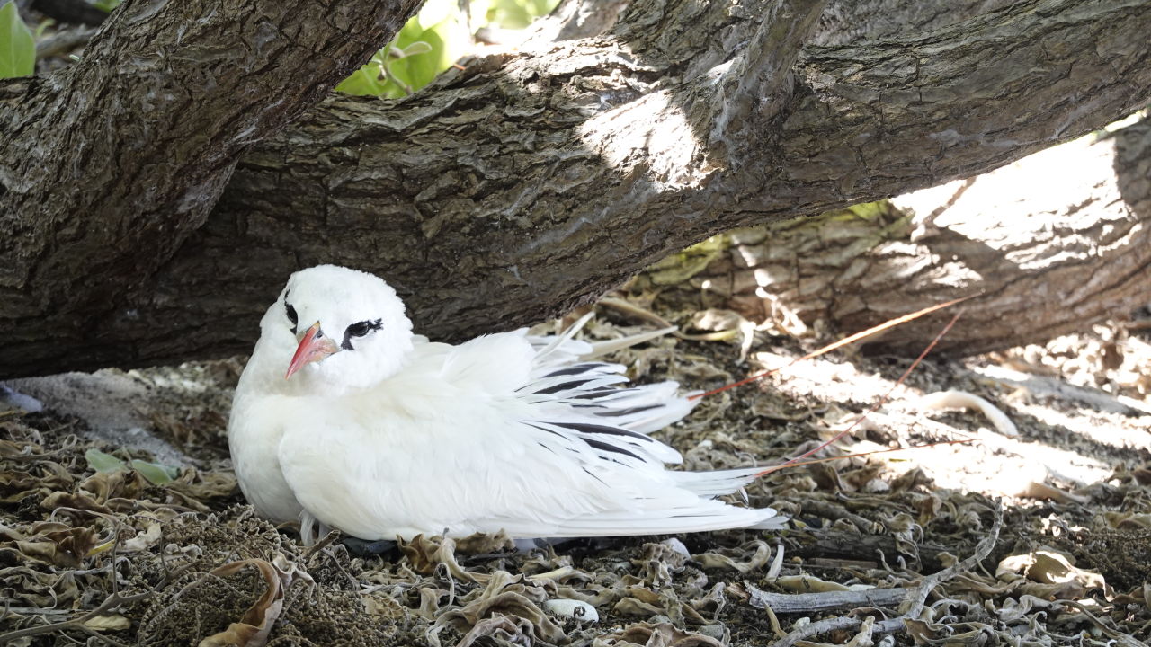 Red-tailed tropic bird nicknamed Whoopi Old Bird found nesting on Lady Elliot Island, the oldest breeding RTTB on record.
