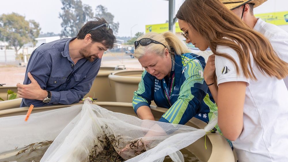 World’s largest seagrass nursery unveiled to supercharge restoration of Great Barrier Reef ecosystems