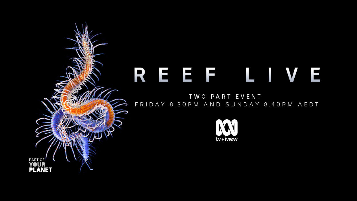 The Great Barrier Reef Foundation’s Reef-saving projects showcased live on the ABC