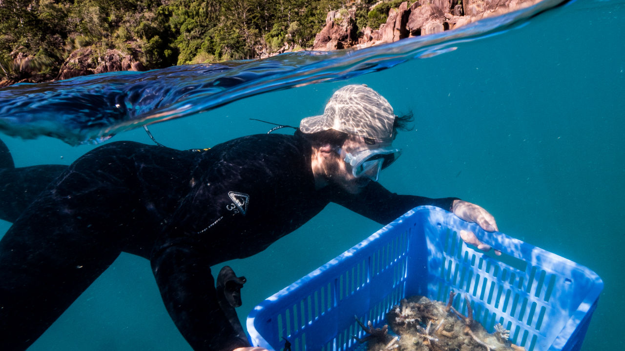 $2.4m for Reef-saving projects in the Whitsundays 