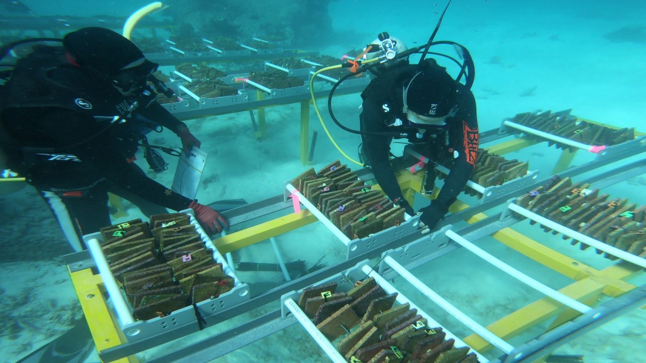 Next generation corals undergo first field tests on the Great Barrier Reef