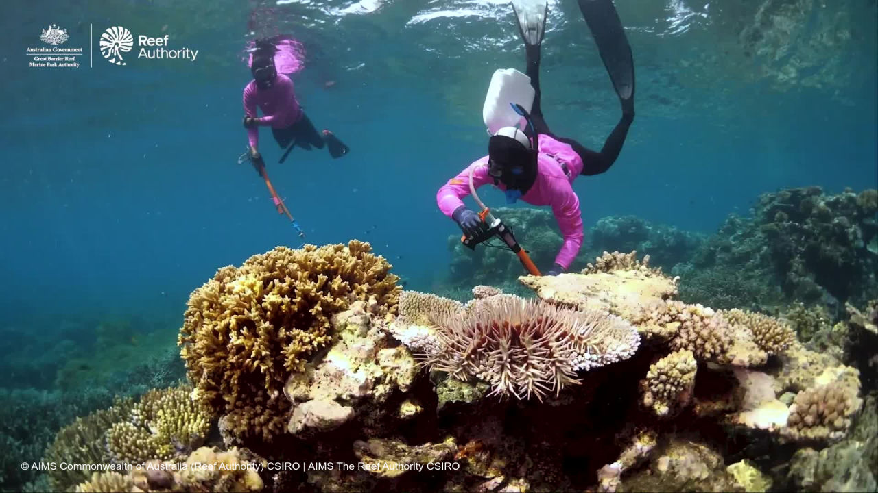 Targeted culling of crown-of-thorns starfish has demonstrated up to a six-fold reduction in starfish numbers and a 44% increase in coral cover. Credit: The Reef Authority.