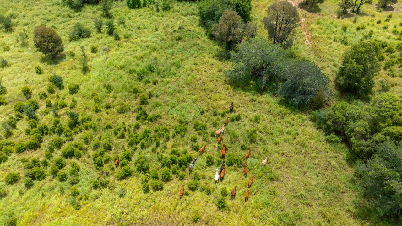 Graziers contribute to preserving the Great Barrier Reef    