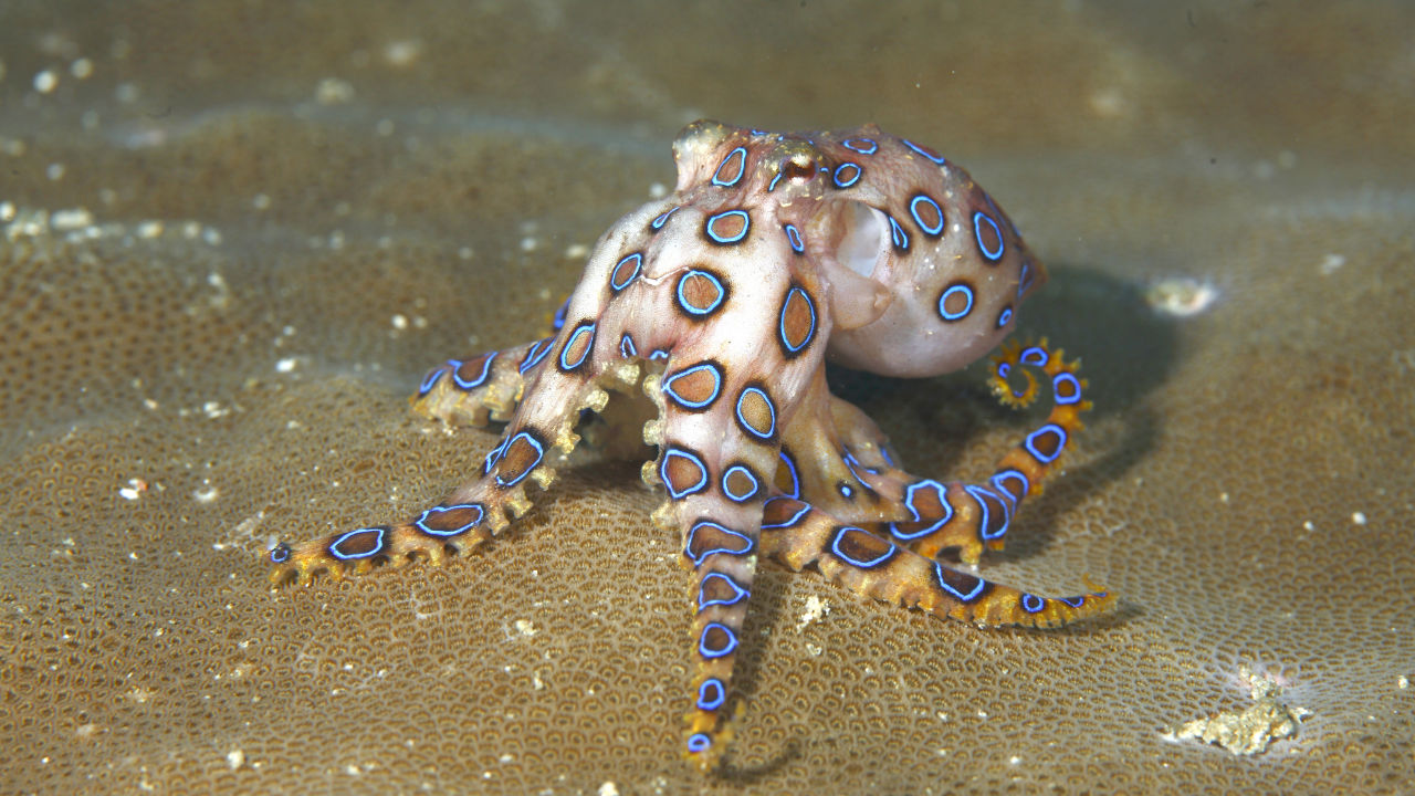 Blue-Ringed Octopus
