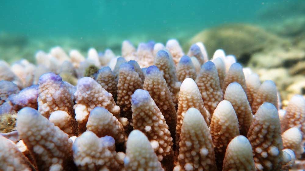 Third large-scale bleaching in five years