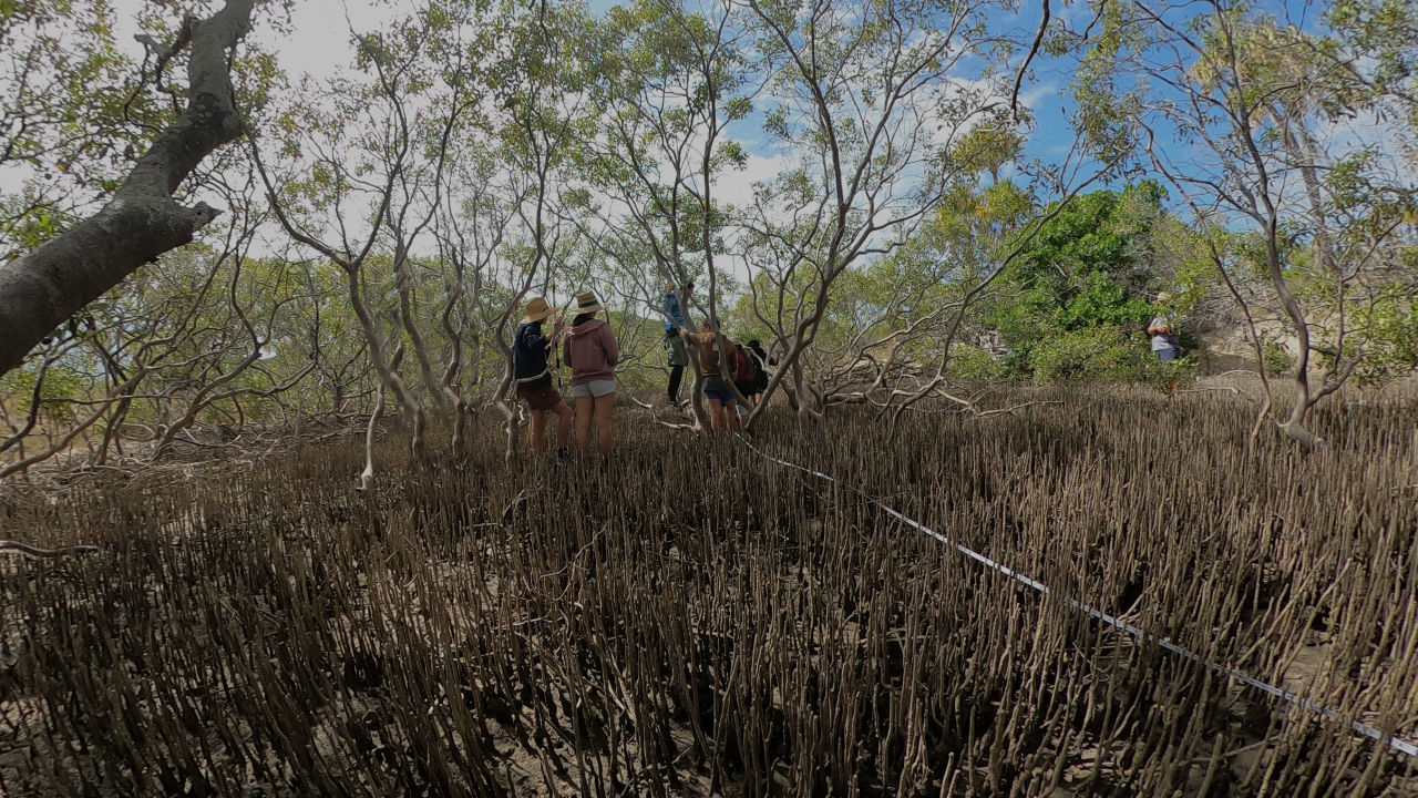 Students contribute to mangrove blue carbon modelling