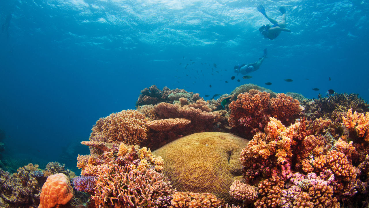 Airbnb announces Community Fund grant for the Reef - Great Barrier Reef ...
