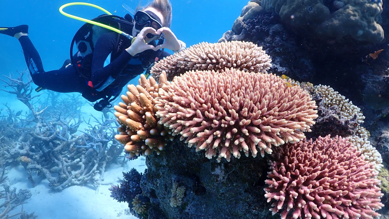 World-first tourism and research partnership fast-tracking Reef recovery -  Great Barrier Reef Foundation