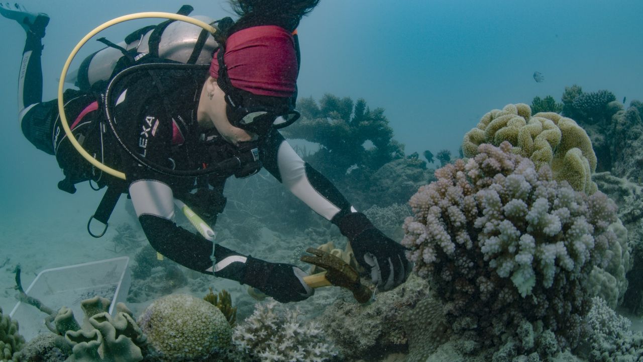 Reef partnership to plant 100,000 corals off Cairns & Port Douglas 