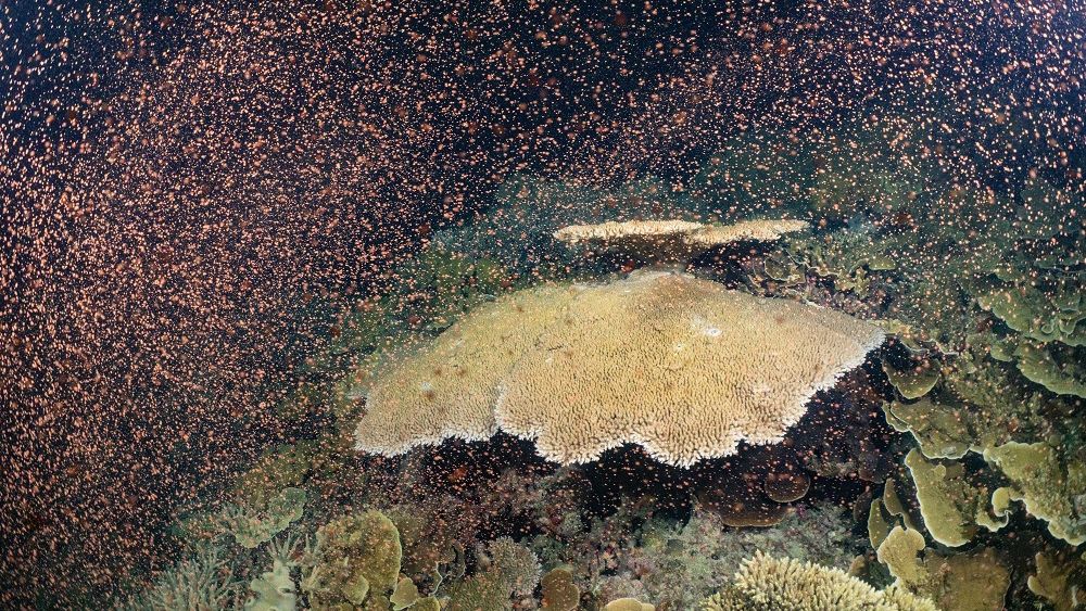 Coral spawning: All hands on deck for the Great Barrier Reef baby boom