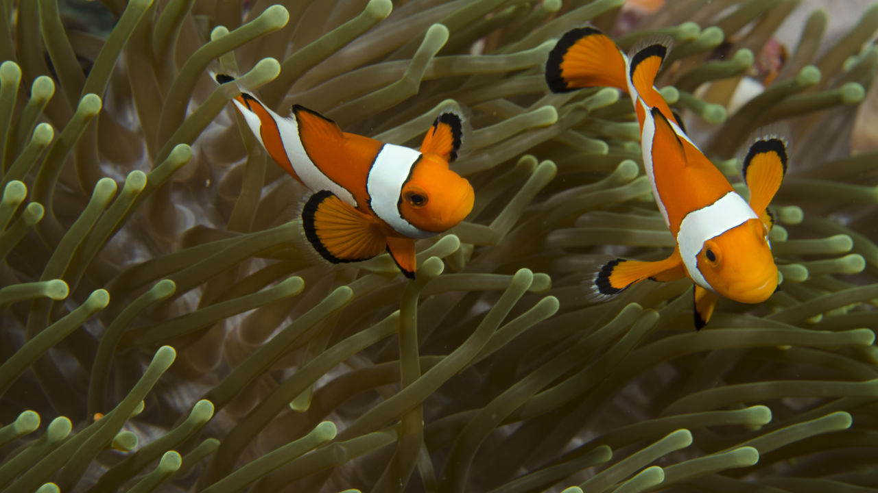 Clownfish Facts - Great Barrier Reef Foundation - Great Barrier Reef ...