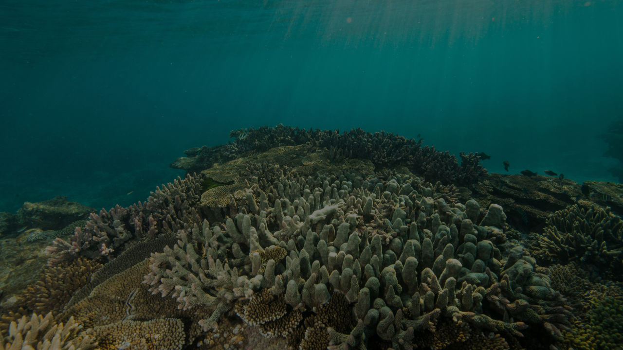 $96M for Reef-saving projects this year