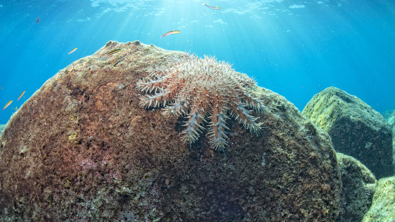 What are crown-of-thorns starfish? 