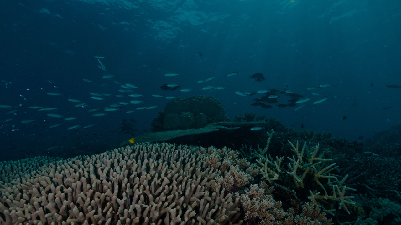 Statement on Great Barrier Reef bleaching