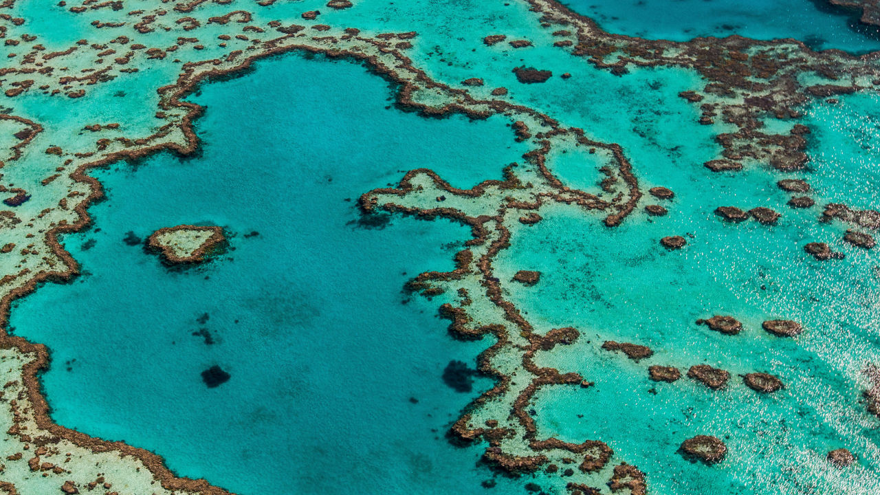 The Great Barrier Reef is a victim of climate change – but it could be ...