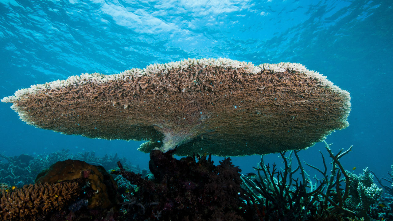 Reef health update Great Barrier Reef Foundation